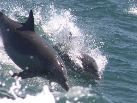 Swim With Dolphins Day Trip From Perth - Lightning Ridge Tourism 2