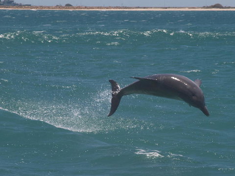 Swim With Dolphins Day Trip From Perth - Lightning Ridge Tourism 3