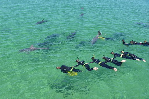 Swim With Dolphins Day Trip From Perth - Lightning Ridge Tourism 1