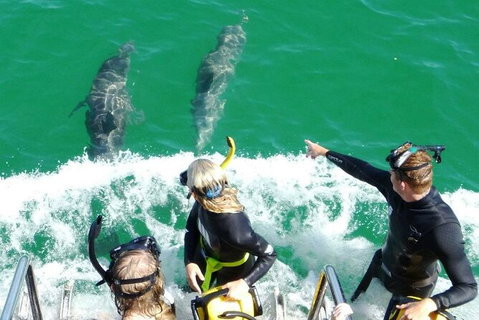 Swim With Dolphins Day Trip From Perth - Lightning Ridge Tourism 8