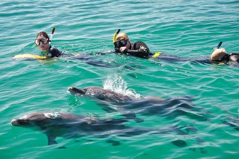 Swim With Dolphins Day Trip From Perth - Lightning Ridge Tourism 5