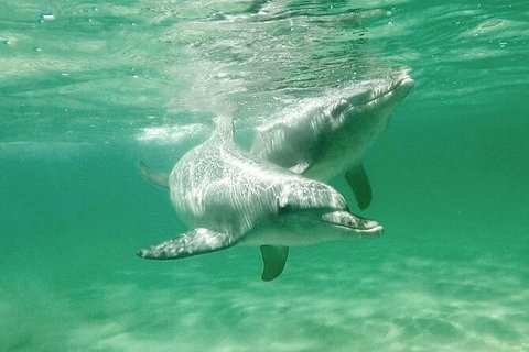 Swim With Dolphins Day Trip From Perth - Lightning Ridge Tourism 10