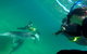 Swim With Dolphins Day Trip From Perth - thumb 9