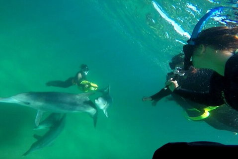 Swim With Dolphins Day Trip From Perth - Lightning Ridge Tourism 9