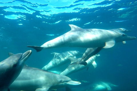 Swim With Dolphins Day Trip From Perth - Lightning Ridge Tourism 7