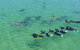 Swim With Dolphins Day Trip From Perth - thumb 6