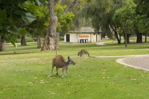 The #1 Pinnacles Desert, Yanchep National Park & Sand-Boarding Tour - Lightning Ridge Tourism 1