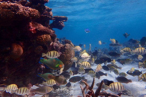 Lagoon Explorer - Ningaloo Reef Full-Day Kayaking And Snorkeling Adventure - Lightning Ridge Tourism 6