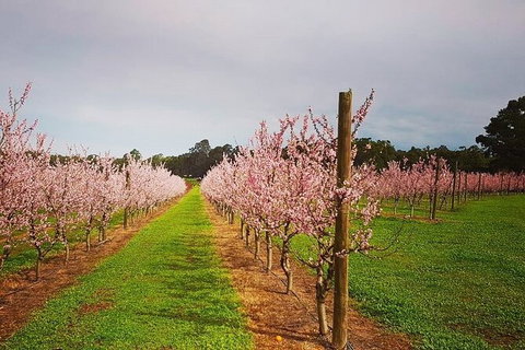 Small-Group Bickley Valley Wine Tour - Lightning Ridge Tourism 11