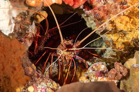 Discover Local Scuba Diving In Perth - Lightning Ridge Tourism 1