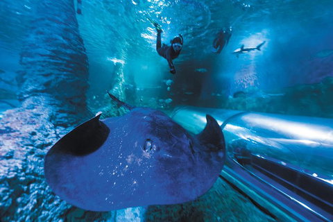 Snorkel With Sharks At AQWA - Lightning Ridge Tourism 1