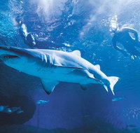 Snorkel with Sharks at AQWA - Lightning Ridge Tourism