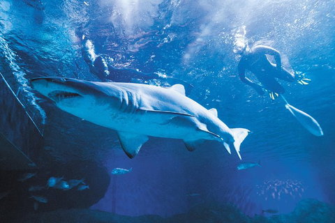 Snorkel With Sharks At AQWA - Lightning Ridge Tourism 2