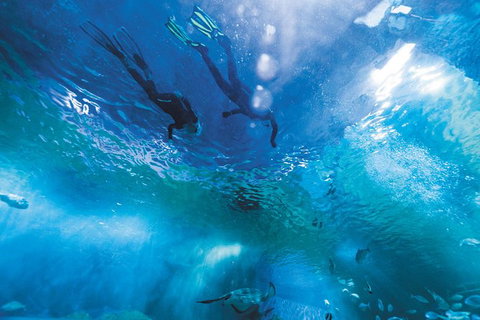Snorkel With Sharks At AQWA - Lightning Ridge Tourism 8