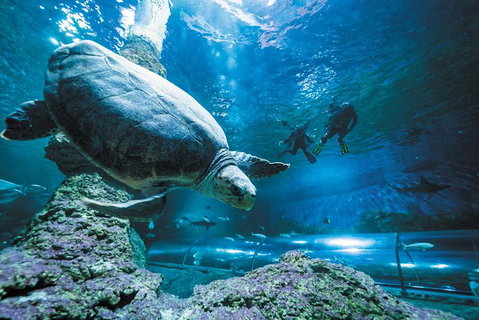 Snorkel With Sharks At AQWA - Lightning Ridge Tourism 6