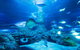 Snorkel With Sharks At AQWA - thumb 4