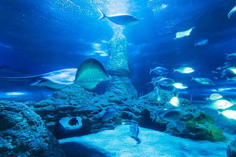 Snorkel With Sharks At AQWA - Lightning Ridge Tourism 4