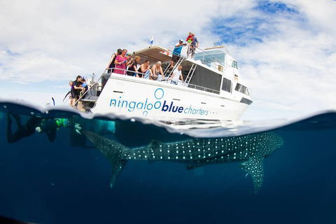 VIP Luxury Chartered Escapes, Exploring The Reef At Your Own Pace - Lightning Ridge Tourism 0