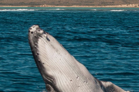 VIP Luxury Chartered Escapes, Exploring The Reef At Your Own Pace - Lightning Ridge Tourism 3