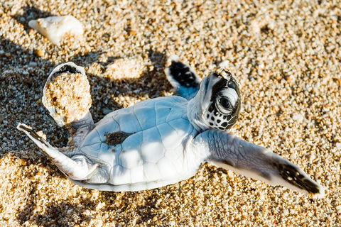 VIP Luxury Chartered Escapes, Exploring The Reef At Your Own Pace - Lightning Ridge Tourism 38