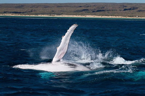 VIP Luxury Chartered Escapes, Exploring The Reef At Your Own Pace - Lightning Ridge Tourism 7