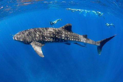 VIP Luxury Chartered Escapes, Exploring The Reef At Your Own Pace - Lightning Ridge Tourism 27