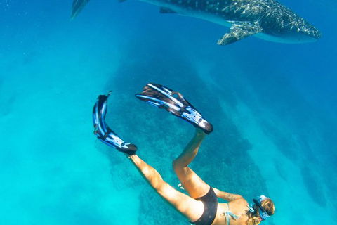 VIP Luxury Chartered Escapes, Exploring The Reef At Your Own Pace - Lightning Ridge Tourism 26