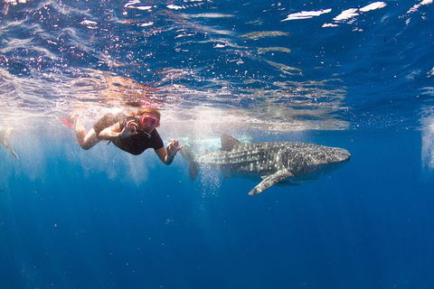 VIP Luxury Chartered Escapes, Exploring The Reef At Your Own Pace - Lightning Ridge Tourism 8