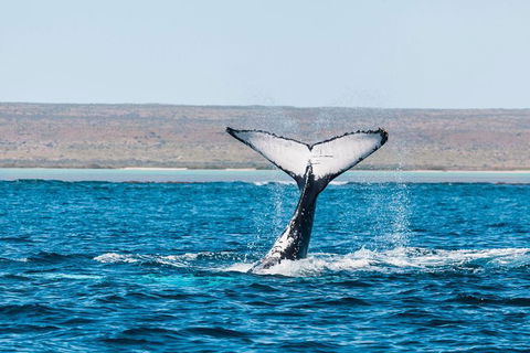 VIP Luxury Chartered Escapes, Exploring The Reef At Your Own Pace - Lightning Ridge Tourism 12