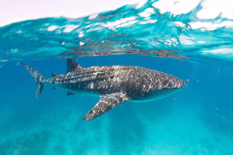 VIP Luxury Chartered Escapes, Exploring The Reef At Your Own Pace - Lightning Ridge Tourism 15