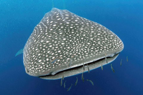 VIP Luxury Chartered Escapes, Exploring The Reef At Your Own Pace - Lightning Ridge Tourism 46