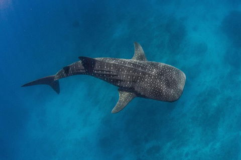 VIP Luxury Chartered Escapes, Exploring The Reef At Your Own Pace - Lightning Ridge Tourism 34