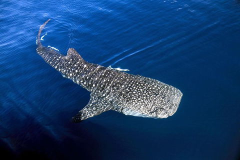 VIP Luxury Chartered Escapes, Exploring The Reef At Your Own Pace - Lightning Ridge Tourism 30