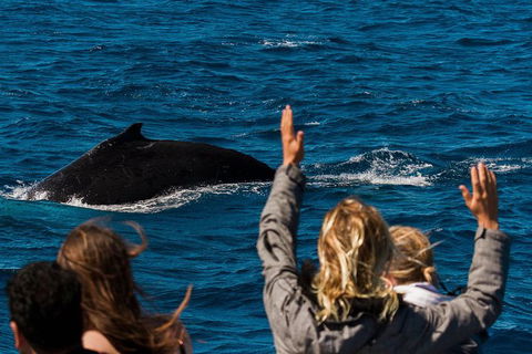 VIP Luxury Chartered Escapes, Exploring The Reef At Your Own Pace - Lightning Ridge Tourism 21
