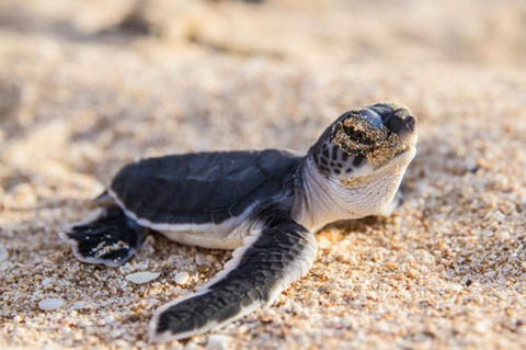VIP Luxury Chartered Escapes, Exploring The Reef At Your Own Pace - Lightning Ridge Tourism 28