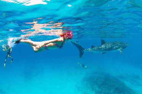 VIP Luxury Chartered Escapes, Exploring The Reef At Your Own Pace - Lightning Ridge Tourism 35