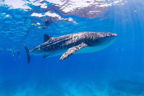 VIP Luxury Chartered Escapes, Exploring The Reef At Your Own Pace - Lightning Ridge Tourism 9