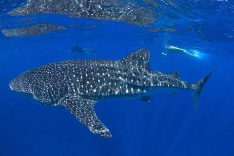 VIP Luxury Chartered Escapes, Exploring The Reef At Your Own Pace - Lightning Ridge Tourism 31
