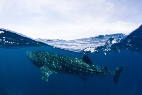 VIP Luxury Chartered Escapes, Exploring The Reef At Your Own Pace - Lightning Ridge Tourism 51