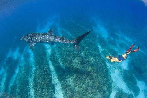 VIP Luxury Chartered Escapes, Exploring The Reef At Your Own Pace - Lightning Ridge Tourism 47