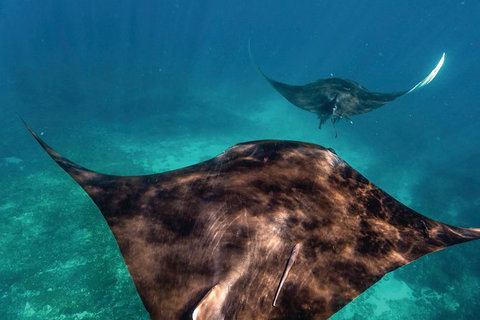 7-Day Exmouth Explorer Via Pinnacles Monkey Mia Ningaloo Reef Returning To Perth - Lightning Ridge Tourism 8