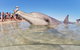 7-Day Exmouth Explorer Via Pinnacles Monkey Mia Ningaloo Reef Returning To Perth - thumb 3