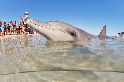 7-Day Exmouth Explorer Via Pinnacles Monkey Mia Ningaloo Reef Returning To Perth - Lightning Ridge Tourism 3
