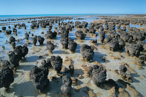 7-Day Exmouth Explorer Via Pinnacles Monkey Mia Ningaloo Reef Returning To Perth - Lightning Ridge Tourism 9