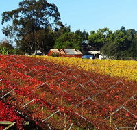Swan Valley Wine Time Private Day Tour - Lightning Ridge Tourism