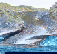 Jet Boat Whale Watching Safari from Dunsborough - Lightning Ridge Tourism