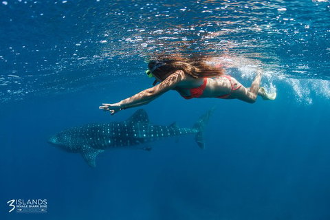 Swim With Whale Sharks - Ningaloo Reef - 3 Islands Whale Shark Dive - Lightning Ridge Tourism 0