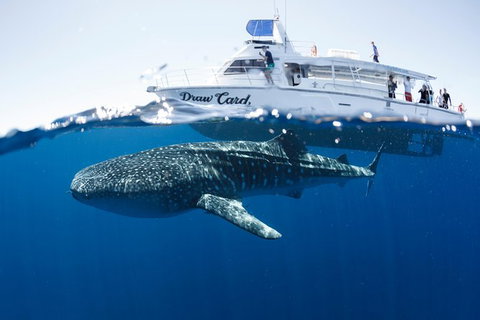 Swim With Whale Sharks - Ningaloo Reef - 3 Islands Whale Shark Dive - Lightning Ridge Tourism 1