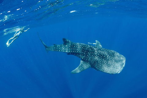 Swim With Whale Sharks - Ningaloo Reef - 3 Islands Whale Shark Dive - Lightning Ridge Tourism 18
