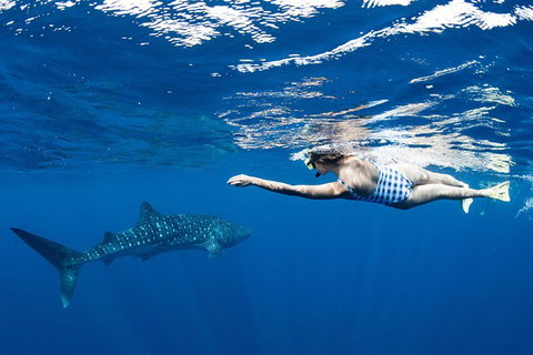 Swim With Whale Sharks - Ningaloo Reef - 3 Islands Whale Shark Dive - Lightning Ridge Tourism 21